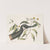 Anser Canadensis, The Canada Goose; Chrysanthemum &amp;c. by Mark Catesby