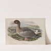 Anser ferus. (1862-1873) by John Gould