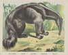Ant-bear (1829-1880)