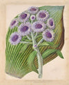 Antarctic daisy