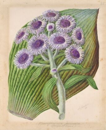 Antarctic daisy