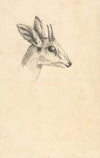 Antelope Head