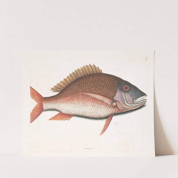 Anthea, The Mutton-Fish. by Mark Catesby