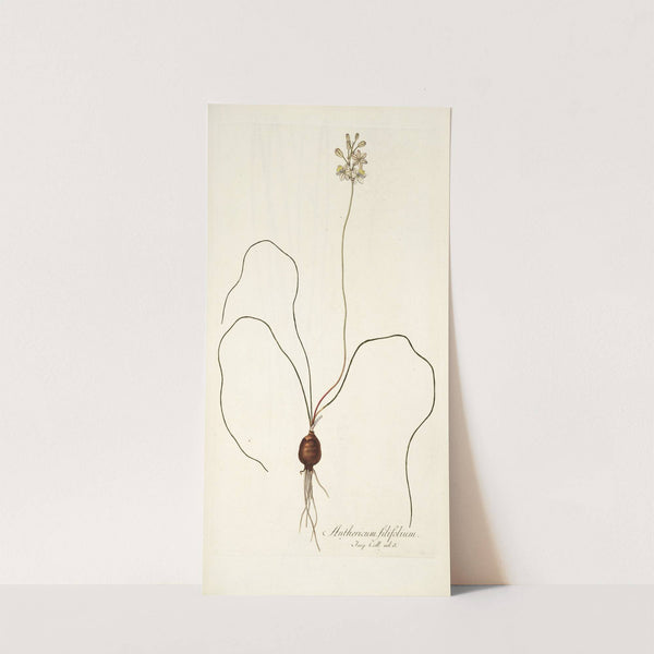 Anthericum filifolium by Nikolaus Joseph Freiherr von Jacquin