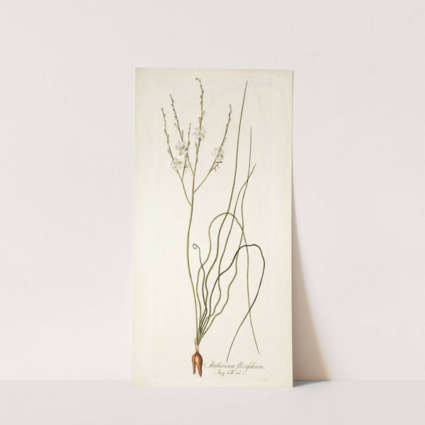 Anthericum flexifolium by Nikolaus Joseph Freiherr von Jacquin