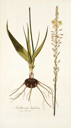 Anthericum latifolium