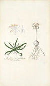 Anthericum pusillum