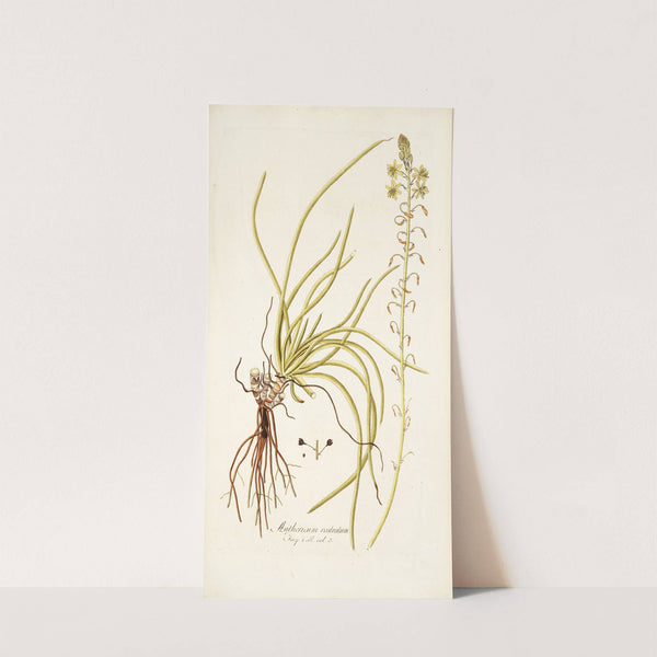 Anthericum rostratum by Nikolaus Joseph Freiherr von Jacquin
