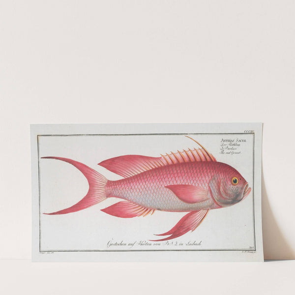 Anthias Sacer, The red Grunt. (1785-1797) by Marcus Elieser Bloch