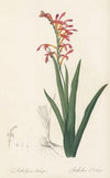 Antholyza aethiopica (1802-1816)
