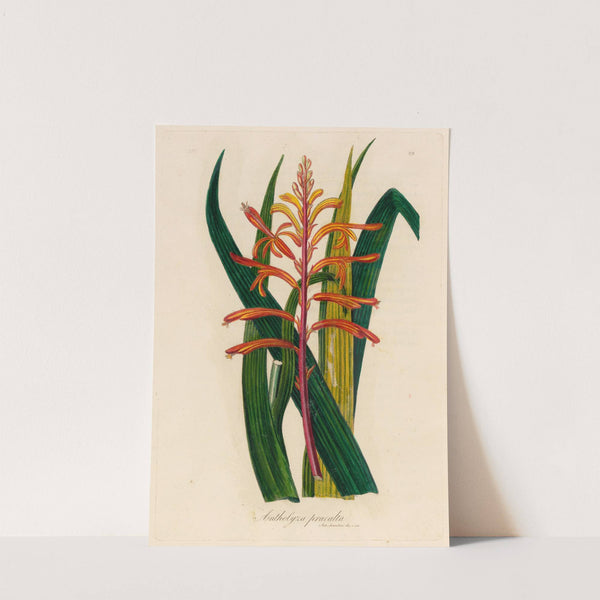 Antholyza praealta (1818-1824) by Gaetano Savi