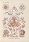Anthomedusae. – Blumenquallen