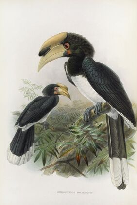 Anthracoceros malabaricus