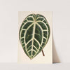 Anthurium crystallinum by Charles Antoine Lemaire
