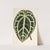 Anthurium crystallinum by Charles Antoine Lemaire
