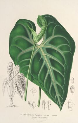Anthurium leuconeurum