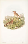 Anthus cervinus. Red-throated Pipit. (1862-1873)
