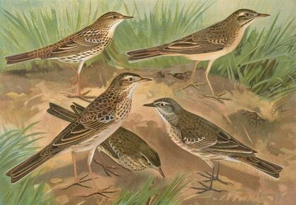 Anthus obscurus, Gustavi Swinhoe, campestris, spipoletta, Richardi
