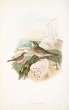 Anthus obscurus. Rock-Pipit. (1862-1873)