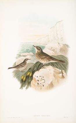 Anthus obscurus. Rock-Pipit. (1862-1873)