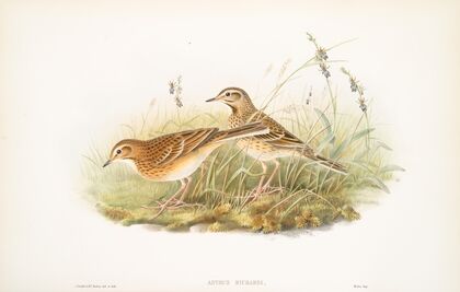 Anthus Richardi. Richard’s Pipit. (1862-1873)