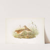 Anthus Richardi. Richard’s Pipit. (1862-1873) by John Gould