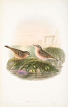 Anthus spinoletta. Vinous Pipit. (1862-1873)
