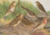 Anthus trivialis, pratensis, Richardi Vieillot, cervinus, pensilvanicus