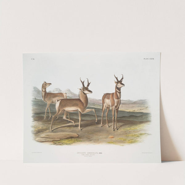 Antilope Americana, Prong-horned Antelope. (Male & female.) (1845-1848) by John Woodhouse Audubon