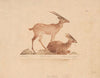 Antilopen (1880 - 1932)