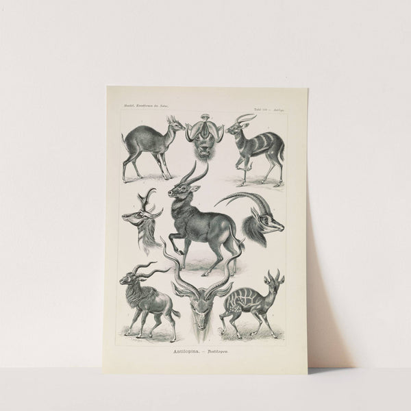Antilopina. - Antilopen by Ernst Haeckel