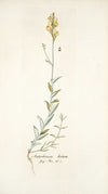 Antirrhinum hirtum