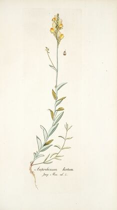 Antirrhinum hirtum