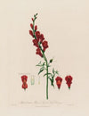 Antirrhinum Major ; or Great Snap Dragon (1799–1810)