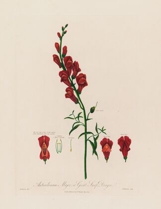 Antirrhinum Major ; or Great Snap Dragon (1799–1810)