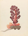 Aphyteia hydnora[Nymphaea nouchali]