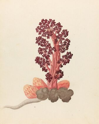Aphyteia hydnora[Nymphaea nouchali]
