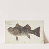 Aplodactylus arctidens (NZ) : Marblefish or Keke (1868) by Frank Edward Clarke