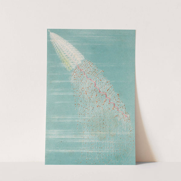 Apolémie contournée (1866) by Alfred Frédol