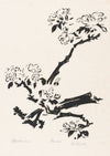 Appelbloesem