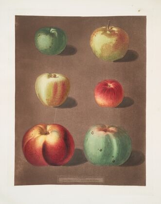 Apples (French crab, Mincham’s crab, Cockagee, Red streak, Holland berry and the New Town pippin varities). (1812) — size preview