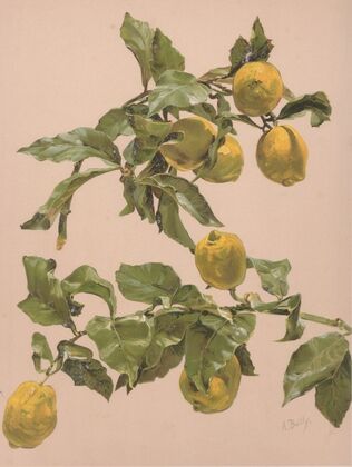Aquarelle d’un citronnier