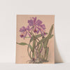 Aquarelle d&#039;une orchidée du genre Cattleya by Alice Bailly