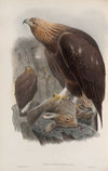 Aquila chrysaëtos. Golden Eagle. (1862-1873)