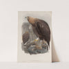 Aquila chrysaëtos. Golden Eagle. (1862-1873) by John Gould