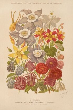 Aquilegia (1893)