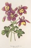 Aquilegia spectabilis