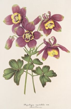 Aquilegia spectabilis