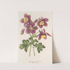 Aquilegia spectabilis by Charles Antoine Lemaire