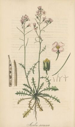 Arabis arenosa